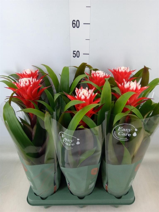 <h4>Guzmania  'Hope'</h4>