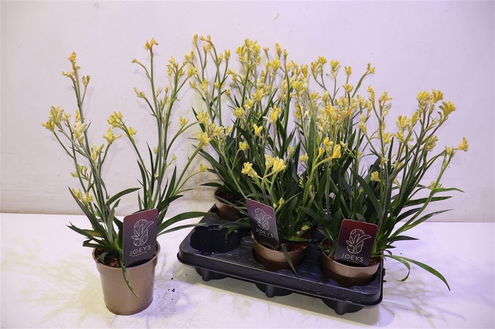 <h4>arr8 Anigo Ov</h4>