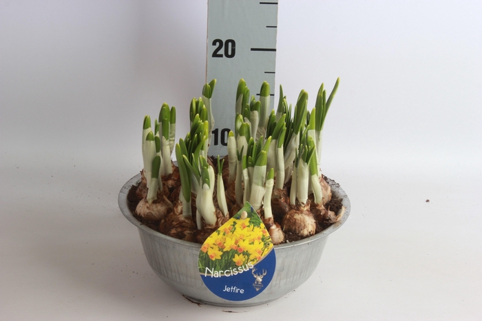 arr8 Arr Narcissus In Zinken Schaal