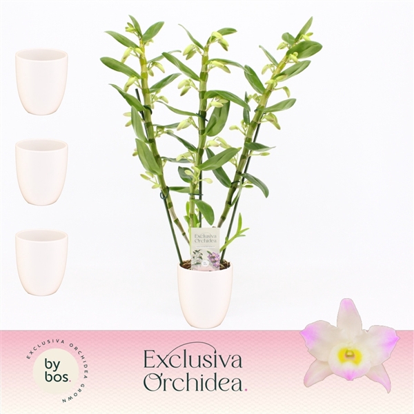 <h4>Dendrobium nobile Spring Dream 'Kumiko'</h4>