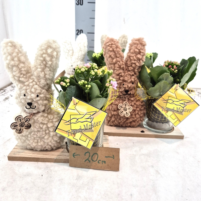 <h4>Pluche Haas met Kalangoe</h4>