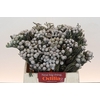 Kaaps Groen Silver Brunia