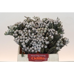 Kaaps Groen Silver Brunia