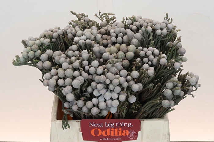 <h4>Kaaps Groen Silver Brunia</h4>