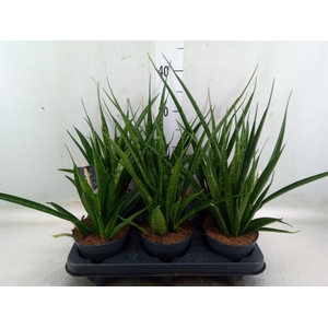 Sansevieria kirkii 'Friends'