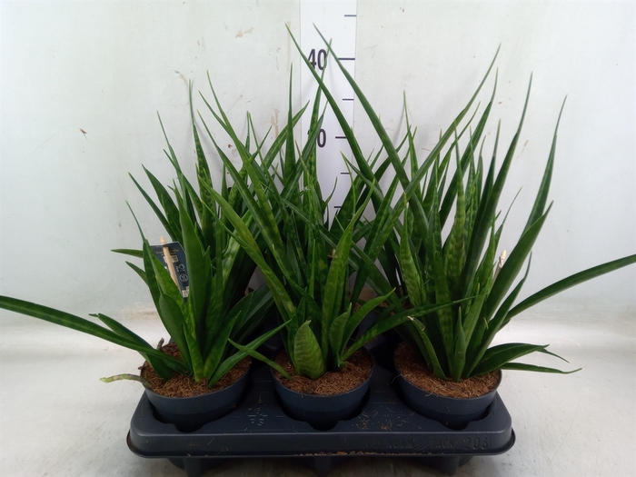 <h4>Sansevieria kirkii 'Friends'</h4>