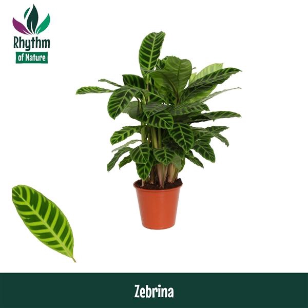 <h4>Calathea zebrina</h4>