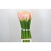 Zantedeschia Eydolls Salmon