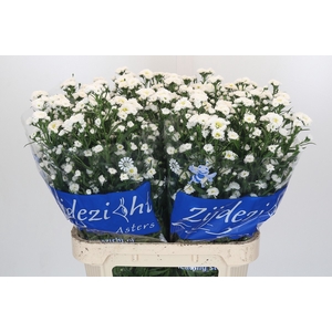 Aster Cassy
