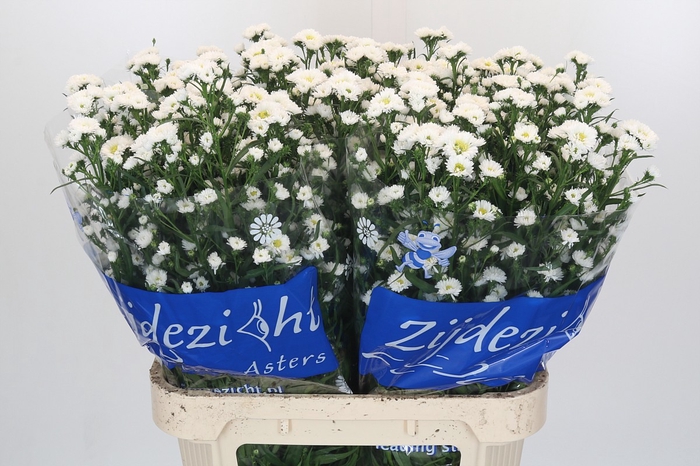Aster Cassy