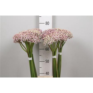 Allium Silverspring