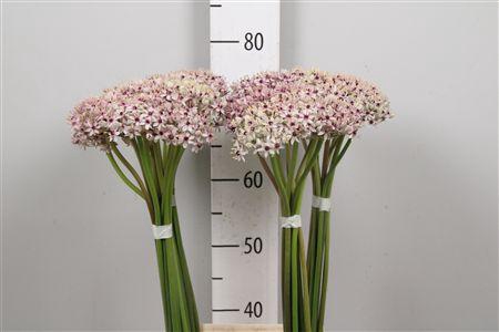 <h4>Allium Silverspring</h4>
