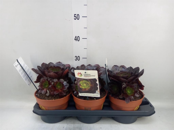 <h4>Succulents   ...</h4>
