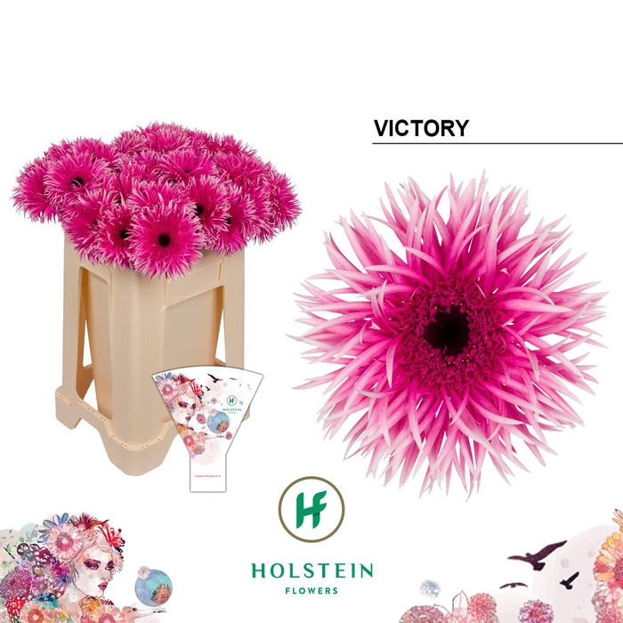 <h4>Gerbera Spider Victory</h4>