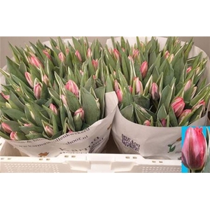 Tu En Shinin Princes