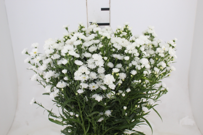 <h4>ASTER MARIANA MAÇO</h4>