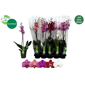 PHAL GEM
