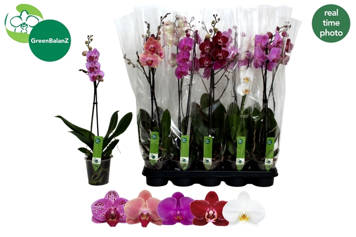 <h4>PHAL GEM</h4>