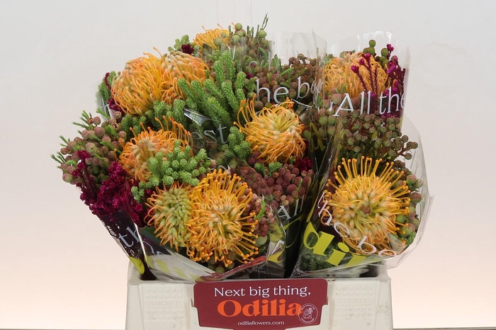 <h4>BQ Nutans Soleil SFB</h4>