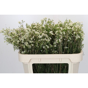 Chamelaucium Ofir