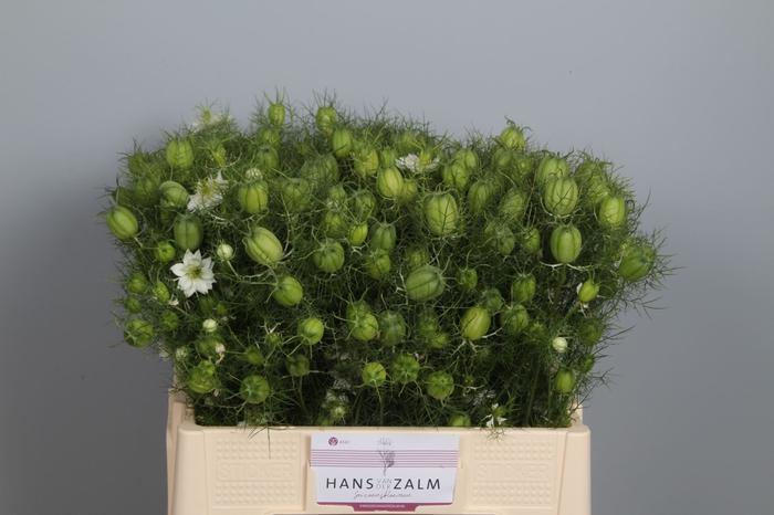 <h4>NIGE DAMASCENA ZD</h4>