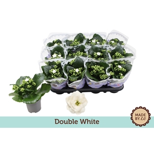 Kalanchoë Double White