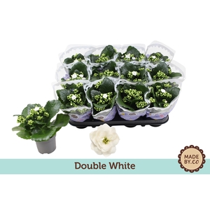 Kalanchoë Double White