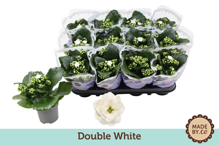 <h4>Kalanchoë Double White</h4>