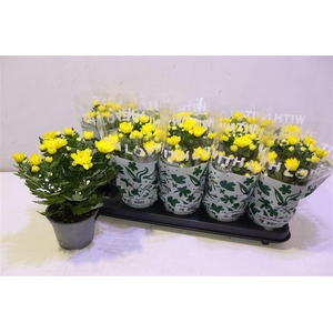 Chrys Da Vinci Yello