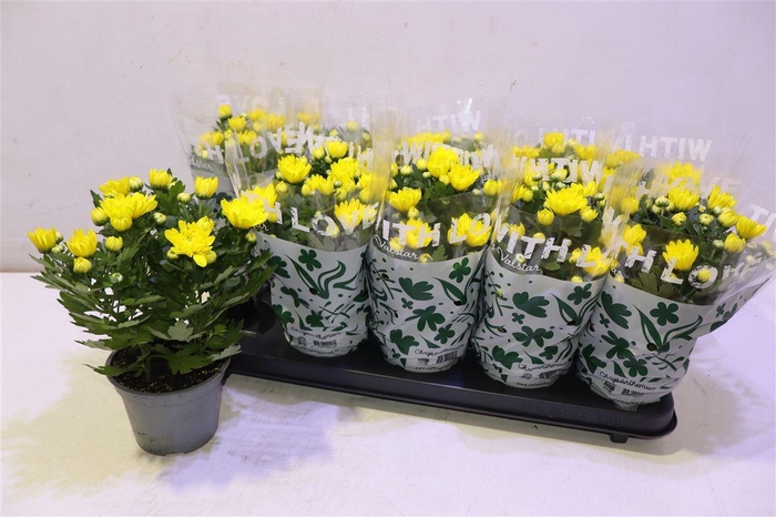 <h4>Chrys Da Vinci Yello</h4>