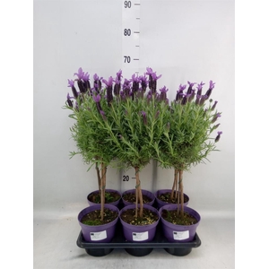 Lavandula stoec.