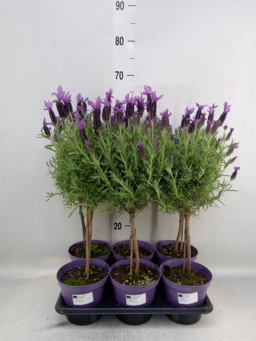 <h4>Lavandula stoec.</h4>