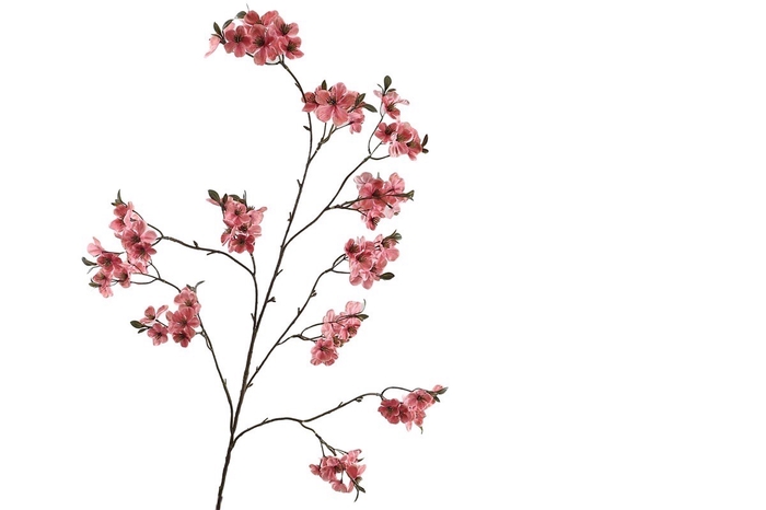 <h4>Cherry Blossom Pink</h4>