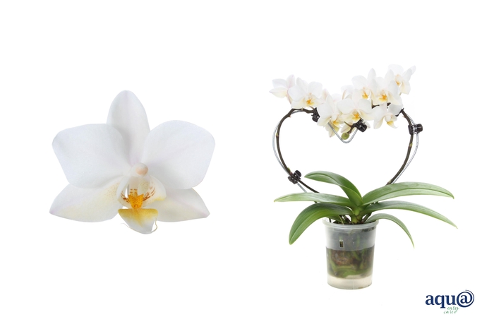 <h4>Phal Tiny Dolls Hartvorm Wit 2T12+ Aqu@</h4>
