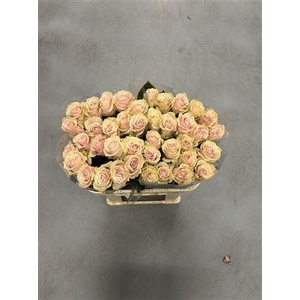 R Gr Pink Mondial X10