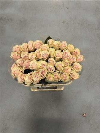 <h4>R Gr Pink Mondial X10</h4>