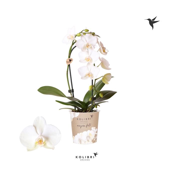 <h4>Kolibri Orchids Cascade Niagara Fall white 1 spike</h4>