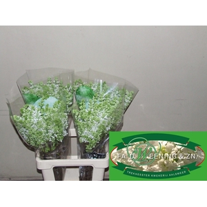 SYR V MME FL STEPMAN