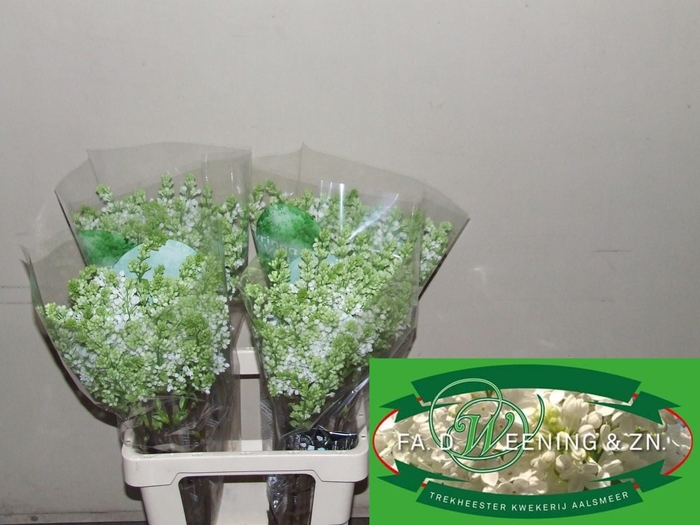 <h4>SYR V MME FL STEPMAN</h4>