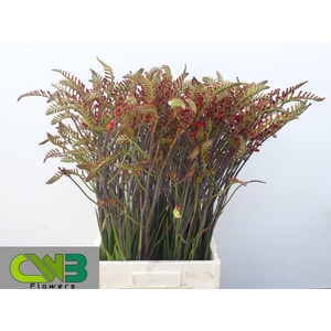 Crocos Lucifer Red 90cm