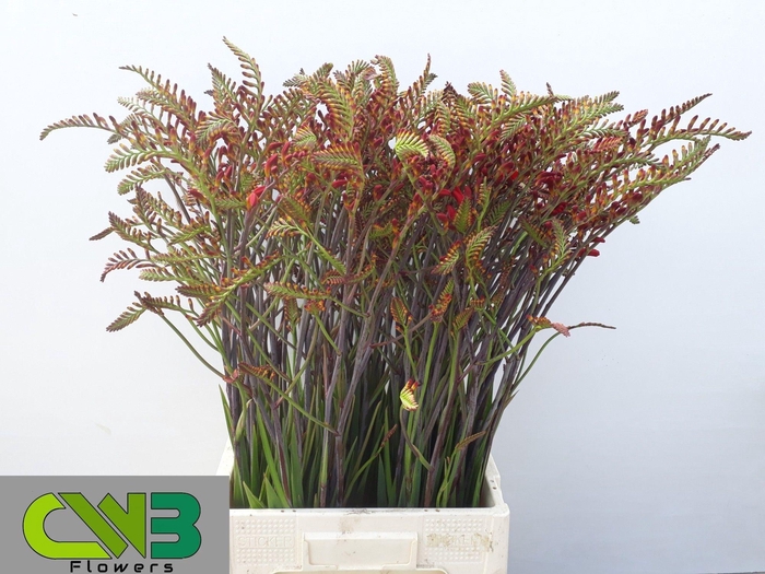<h4>Crocos Lucifer Red 90cm</h4>
