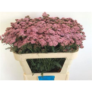 Achillea M Anita