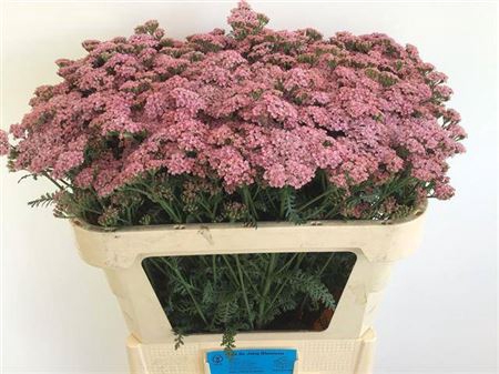<h4>Achillea M Anita</h4>