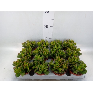 Crassula ovata 'Gandalf'