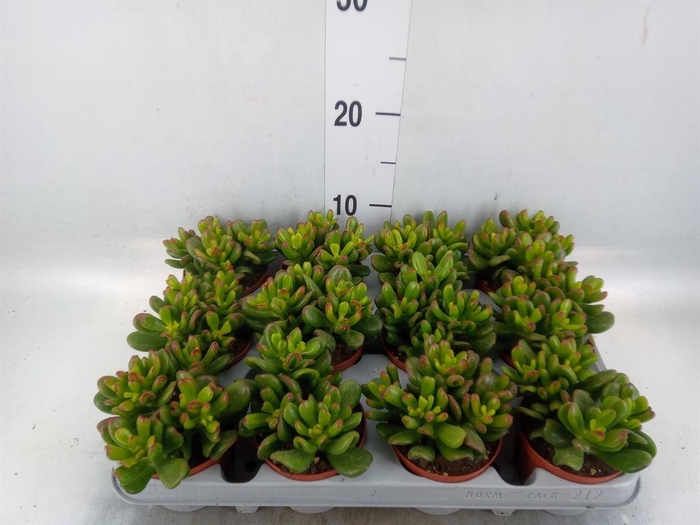 <h4>Crassula ovata 'Gandalf'</h4>