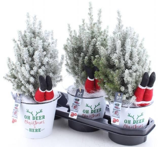 <h4>PICEA GL PERFECTA</h4>