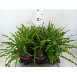 Nephrolepis cord. 'Duffii'