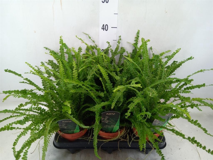 Nephrolepis cord. 'Duffii'