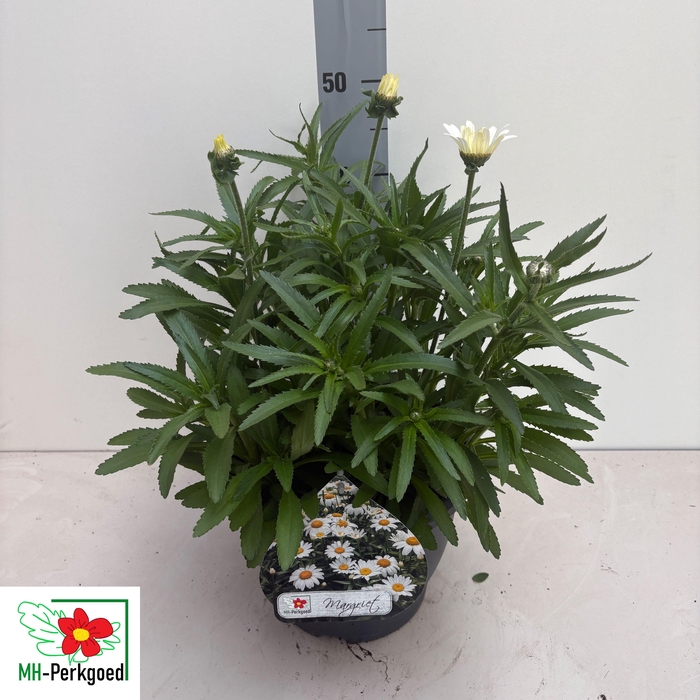 <h4>LEUC WES ST LEO</h4>