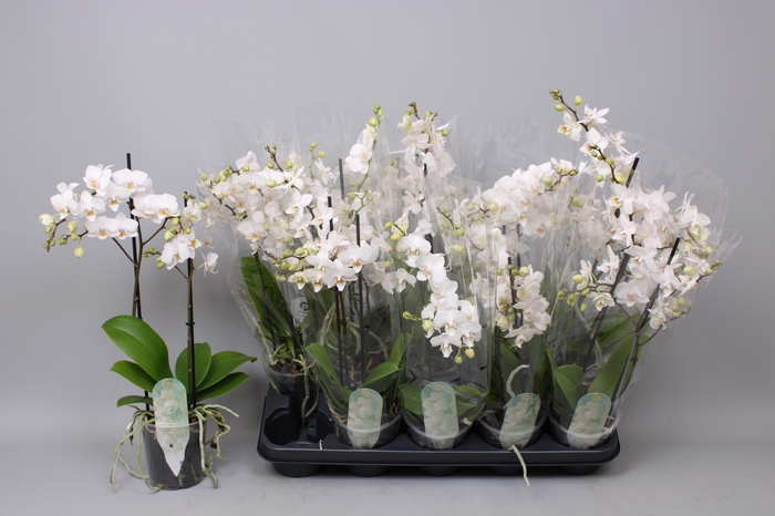 <h4>PHAL MF OV WIT</h4>